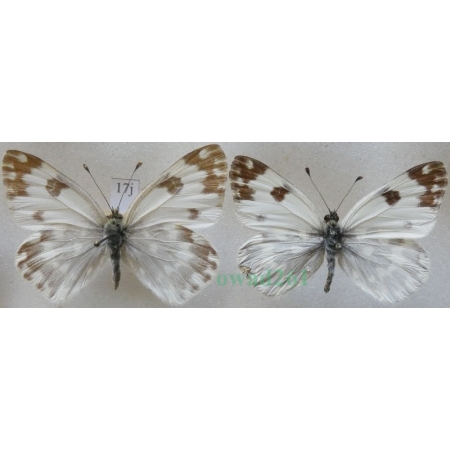 Pontia daplidice (Linnaeus, 1758) pair Rukiewnik zachodni Czech17j
